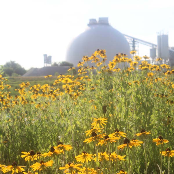 Wildflowers bloom in front of silos at Paradise Creek Nature Park