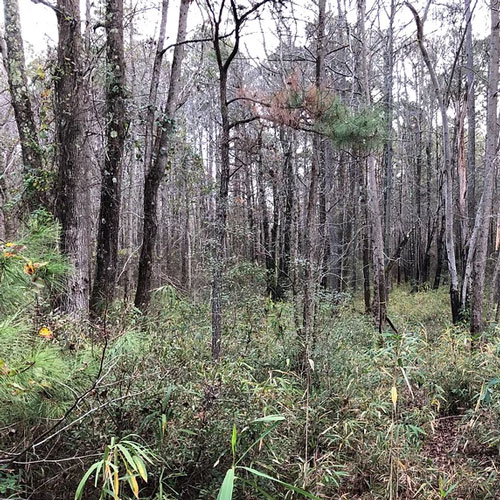 Chesapeake Wetlands