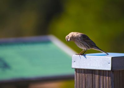 Female finch enjoying the sun in Coastal Virginia