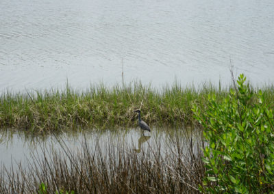 A crane stands in the water in Coastal Virginia Wetlands