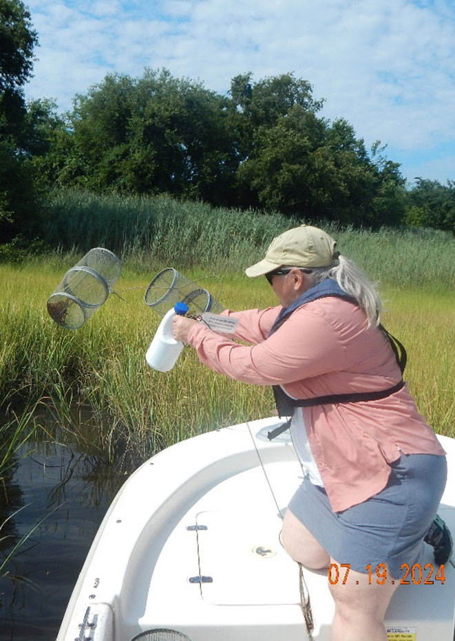 CVC Executive Director Helen Kuhns sampling mummichogs in the Paradise Creek restoration area.