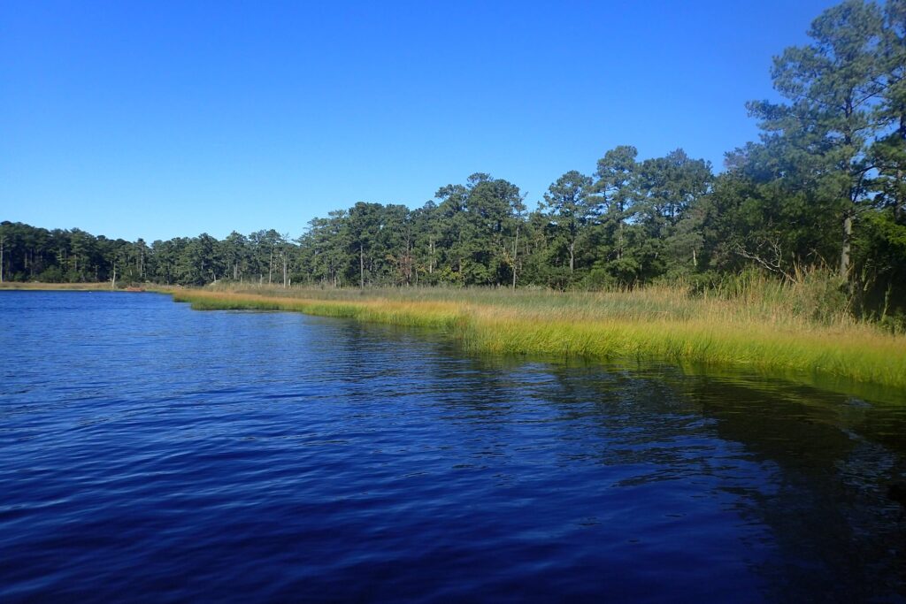 Natural wetlands along the Elizabeth River. (Photo courtesy of Coastal Virginia Conservancy).