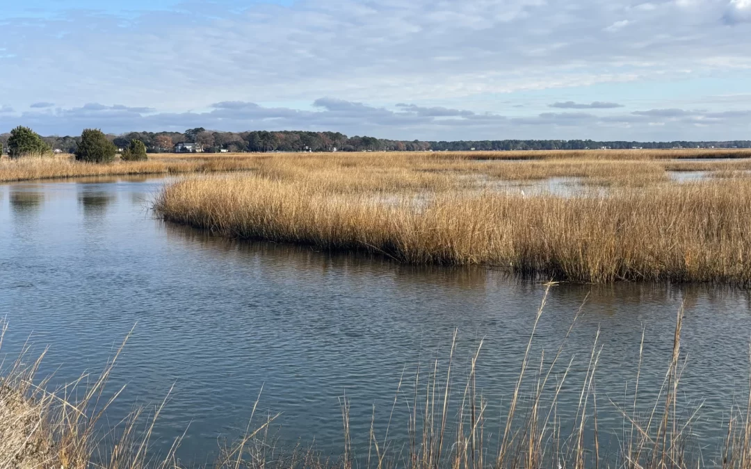 Environmental groups in Hampton Roads at odds with Army Corps over proposed wetlands mitigation project