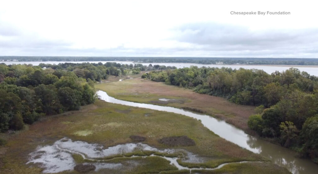 Hampton Roads environmental groups aim to keep wetland mitigation program local / Photo Courtesy of the Chesapeake Bay Foundation